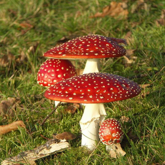 foto-paddestoelen_230873896.jpg