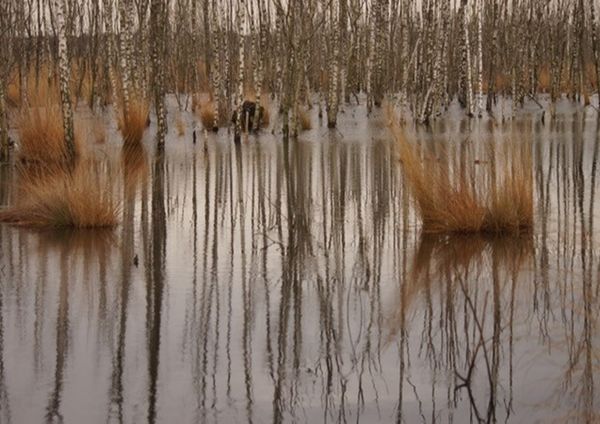 Walk English - winter