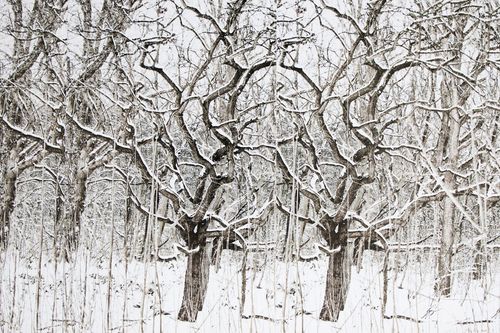 Besneeuwde bomen in een winters bos