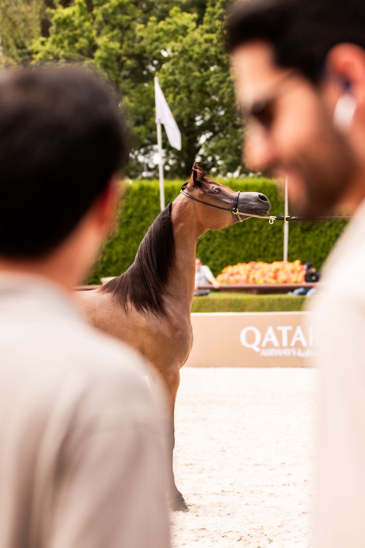 Global Champions Arabians Tour