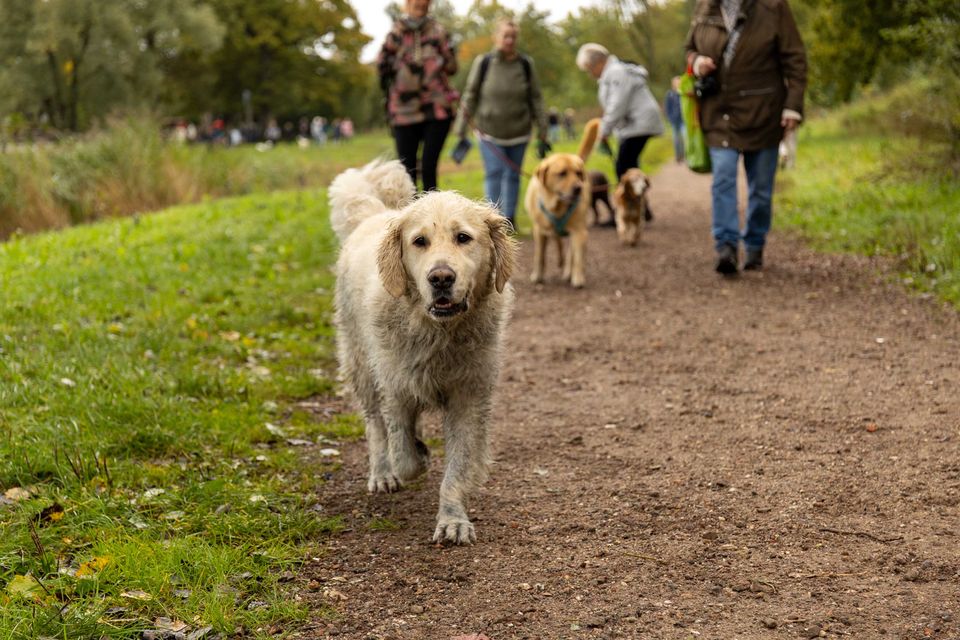 Hond bij The Big Walk