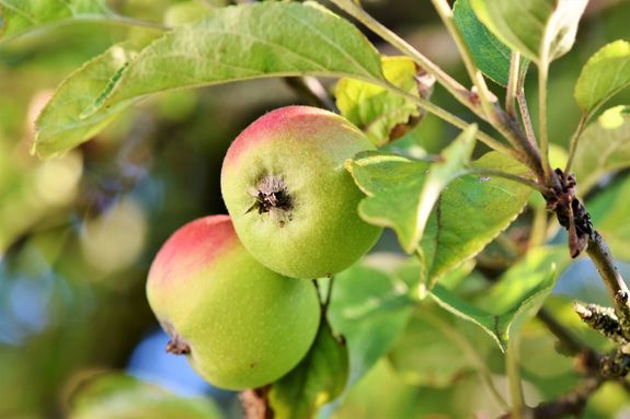 Appels aan een boom
