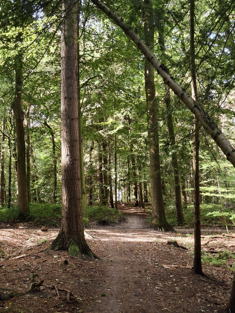 Wandelen door het onverwachte Friese landschap