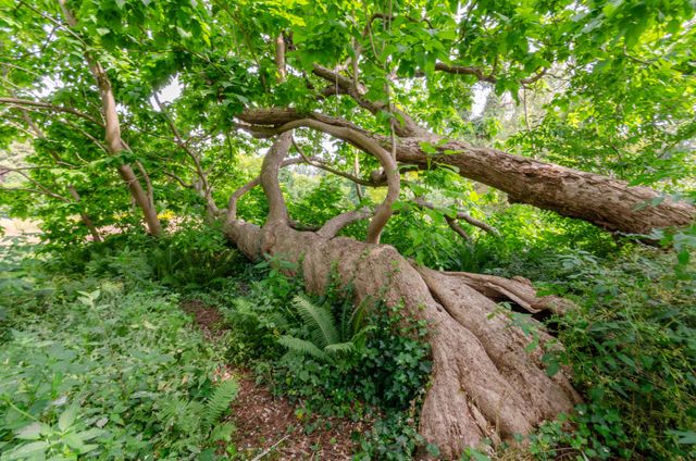 Mogelijke Boom van het Jaar