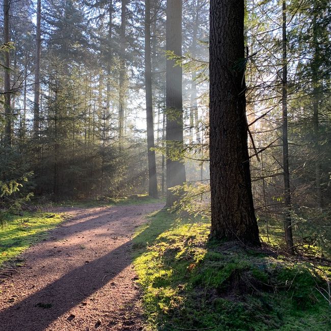 zon-door-het-oude-bos_1038510400.jpeg