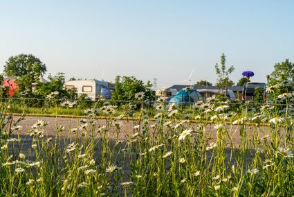 Zonnige foto met op de voorgrond witte bloemen en op de achtergrond diverse caravans.
