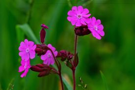 Mindfulness natuurwandeling