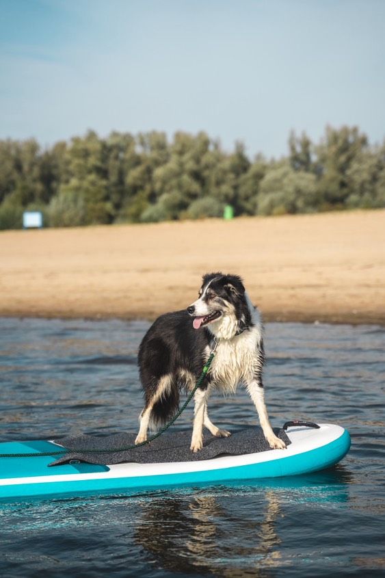 Hond op een sub-board in het water.
