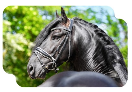 Vast Expositie: De wereld van het Friese paard