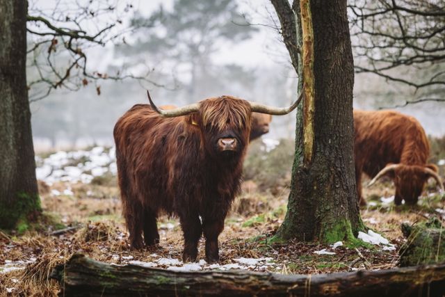 Schotse Hooglanders staan tussen de bomen en op de grond ligt hier en daar wat sneeuw.
