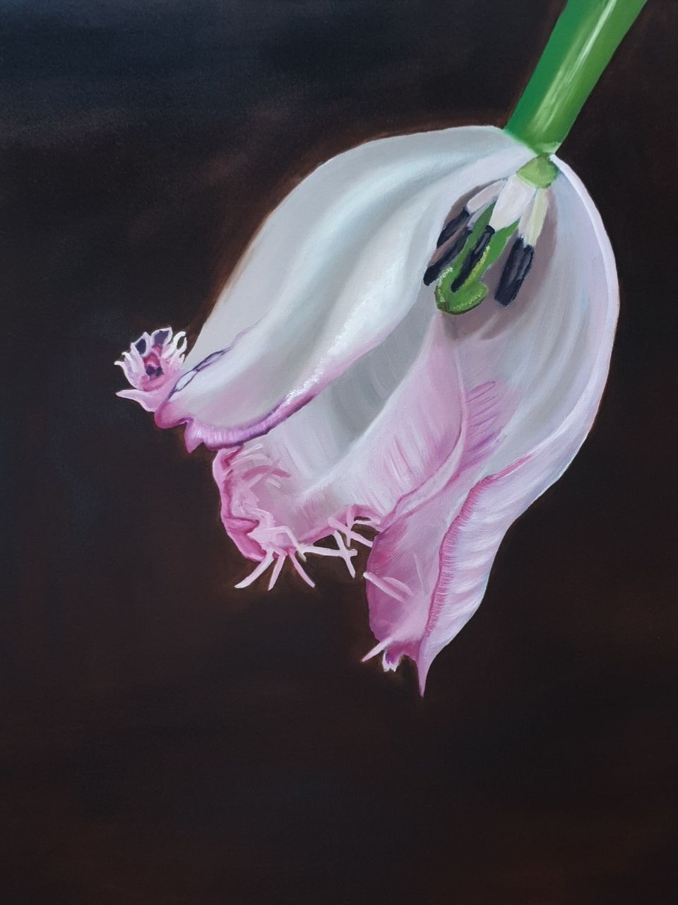 kunstwerk van Isabeau Limburg, een roze tulp tegen een zwarte achtergrond