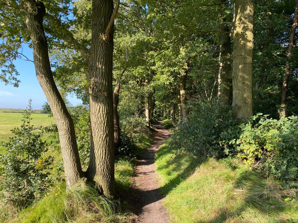 Zijkant Rijsterbos