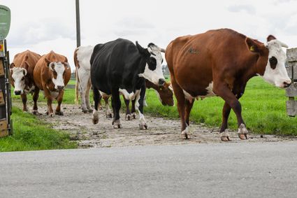 Cows in a field