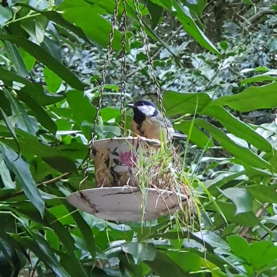Voor het raam van natuurhuisje 'Boshuisje Wateren' hangt een voerbakje voor vogels. Uit het graan zijn grassprietjes gegroeid en de vogels komen het graag even bezoeken voor een lekker hapje.