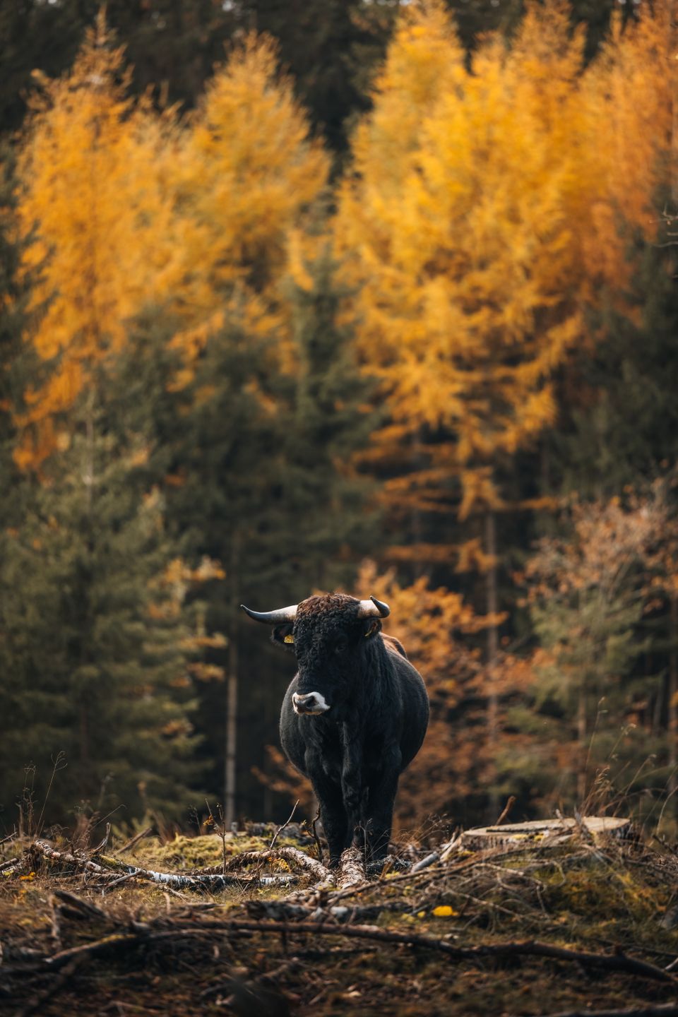 Een rund in de natuur tijdens de herfst.