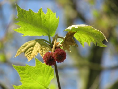 De bloem van de Plataan