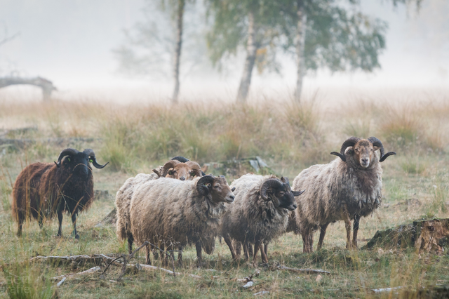 Een paar schapen in de natuur