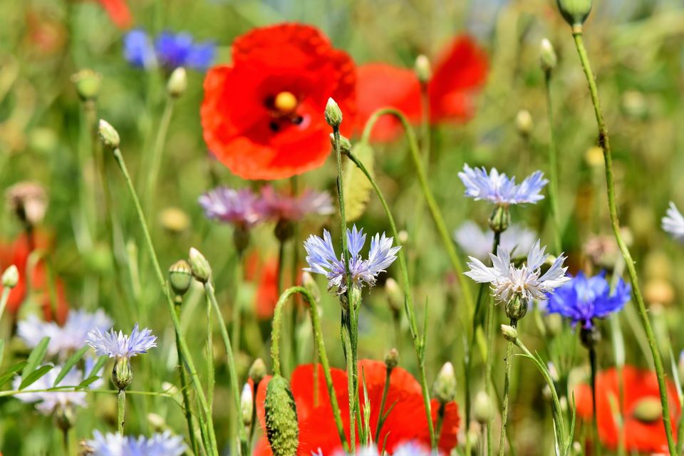Een close-up van kleurrijke korenbloemen.