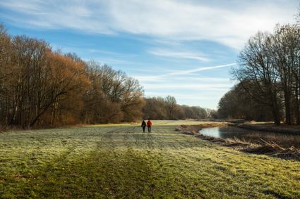 Froskepolle winter