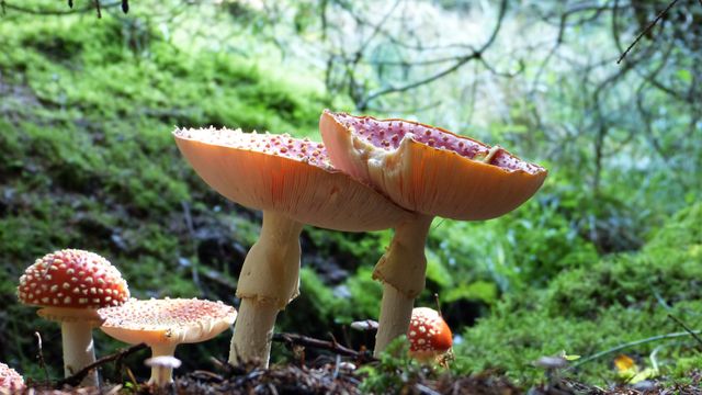 Paddenstoelen herfst