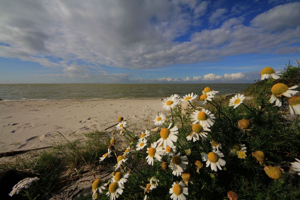 bloemetjes met op de achtergrond een strandje aan een meer
