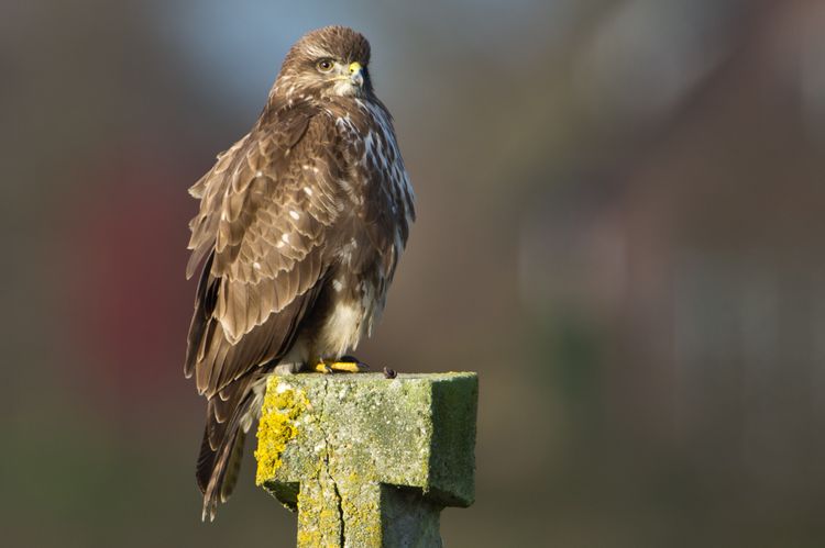 Lezing Ossenbeemd - Buizerd