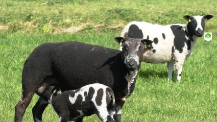 Boerderij Boer met Lust in Woerden, Groene Hart, zwart-witte schapen met lam grazen in een groene weide in het Hollandse polderlandschap op een agrarisch bedrijf met streekproducten
