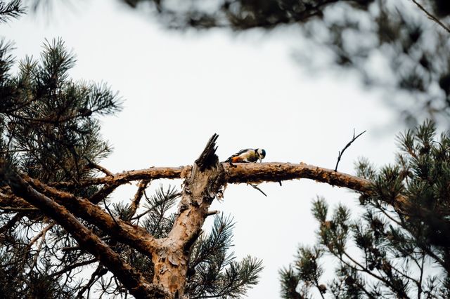 Een vogel op een tak van een boom