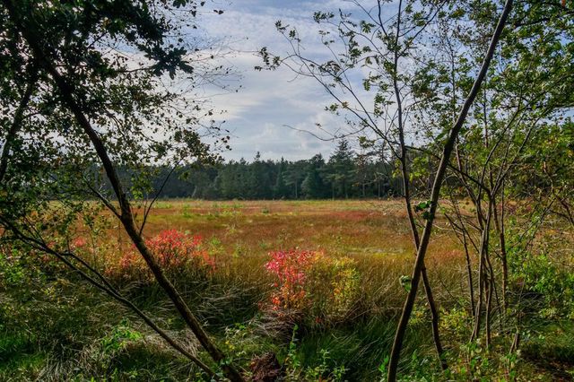 Ein Durchblick zwischen Bäumen und Sträuchern auf ein offenes Heidefeld mit Bäumen im Hintergrund.