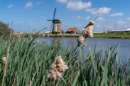 Uitzicht op een molen in natuurgebied Midden-Delfland
