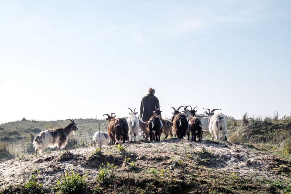 Geiten op Vlieland_Anke_simonewittgen_edit