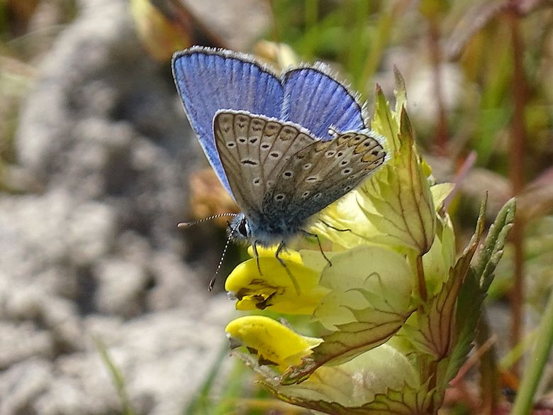 Icarusblauwtje
