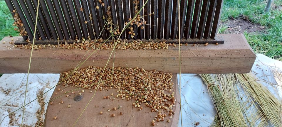 Zaai je eigen vierkante meter vlas!