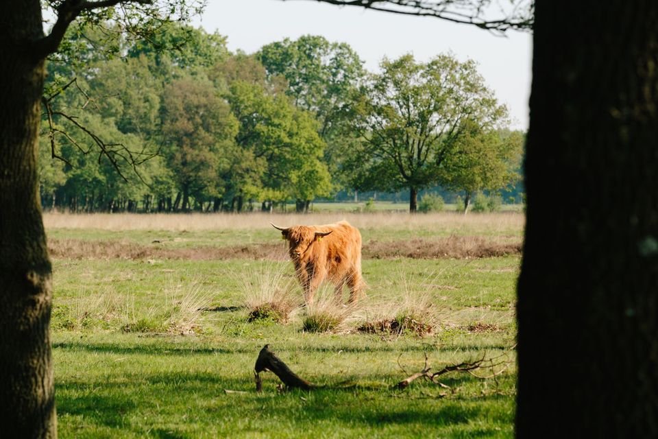Schotse Hooglander in Drenthe