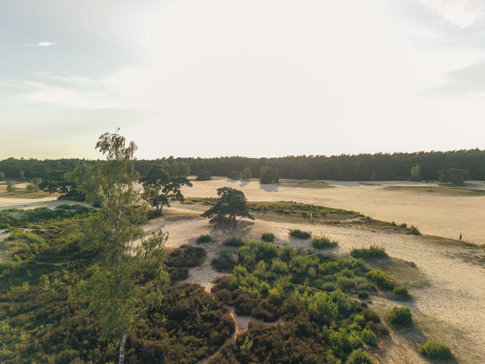 Uitgestrekte zandverstuiving in de Soesterduinen, omringd door bos en heide. De foto laat het open landschap en de afwisseling tussen zand en groen goed zien.