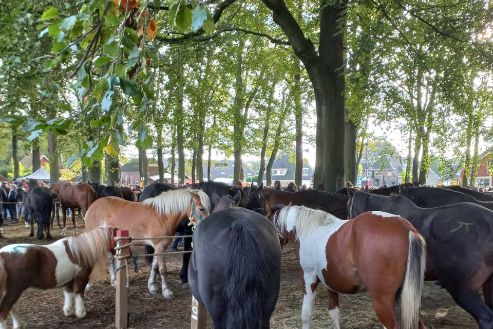 Pony's op de Zuidlaardermarkt.