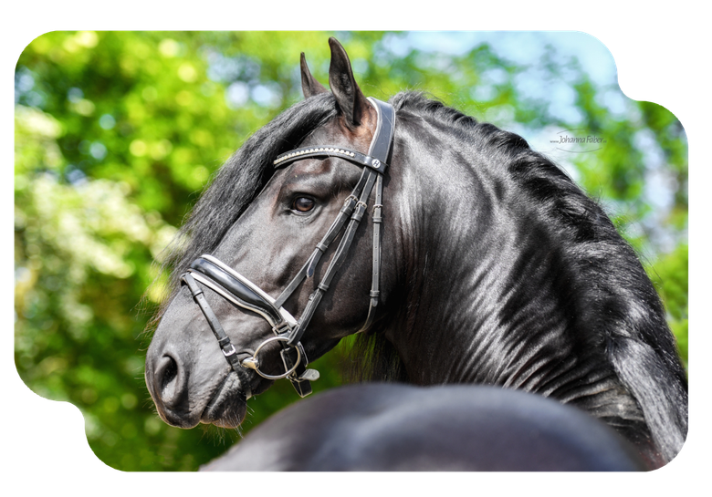 Vast Expositie: De wereld van het Friese paard