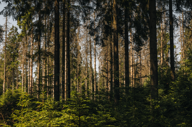 Een groen naaldbos in de Drentse natuur met jonge kleine en oude hoge bomen.
