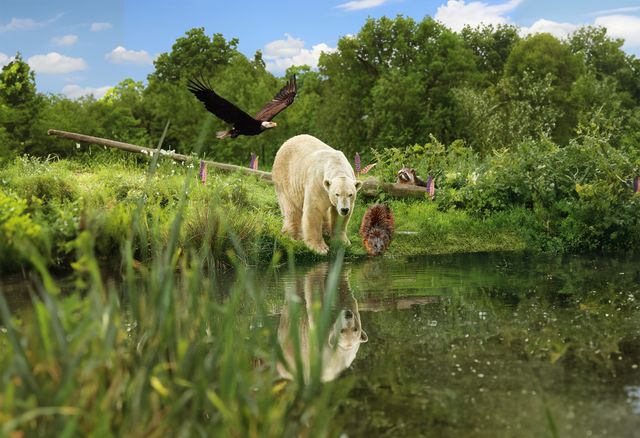 IJsbeer, bever, wasbeer, zeearend in collage opstelling in Churchill in AquaZoo Leeuwarden