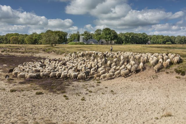 Schaapskudde op de heide in Ruinen