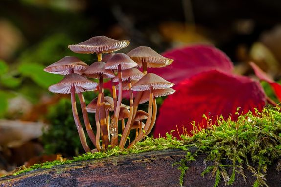Groep paddenstoelen