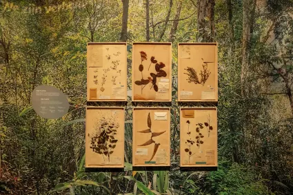 Gedroogde planten in lijsten voor tentoonstelling Naturalis