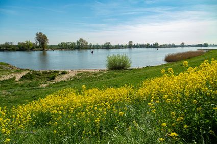 Zomerwandeling met gids tussen Kromme IJssel en Lek