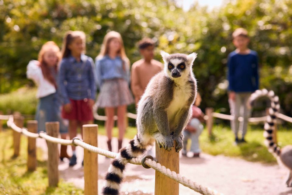 Kinderen in de achtergrond met ringstaartmaki op de voorgrond
