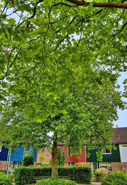 Grote boom op de voorgrond, huizen in de wijk De Horst op de achtergrond