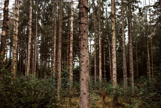 Wald