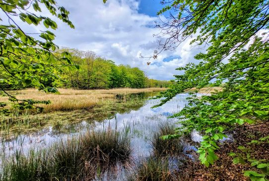 Het Witteveen