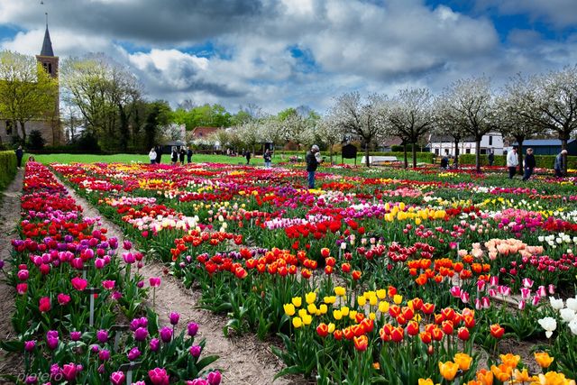 Tulpen bij Hortus Bulborum