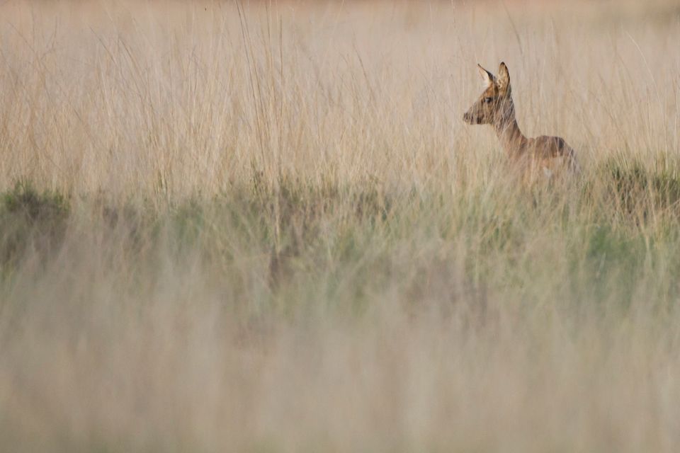 Een ree steekt in de Drentse natuur z'n hoofd boven het groen uit.