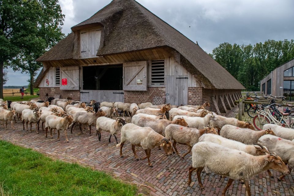 Schaapskooi Ruinen